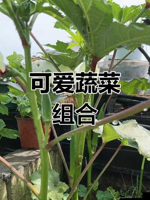 丝瓜、草莓、秋葵、榴莲的奇妙组合与美味探索